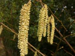 catkins